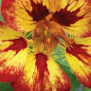 Meet your Posher, Bianca